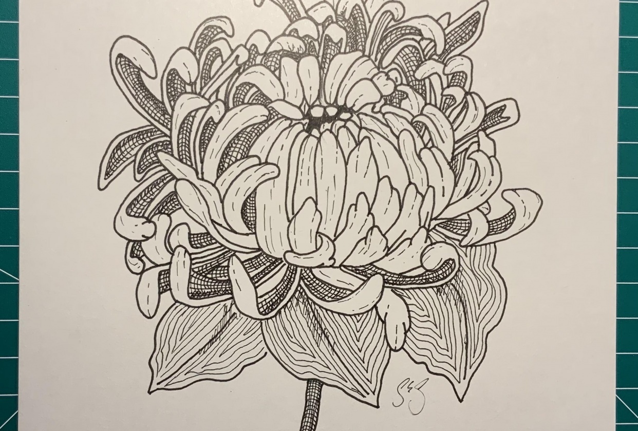 Chrysanthemums Best Drawing