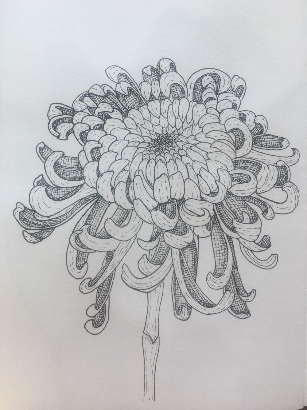 Chrysanthemums Drawing Amazing