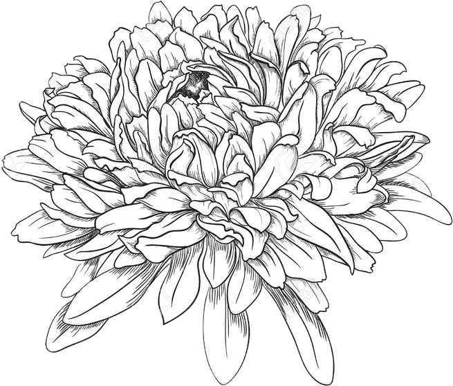 Chrysanthemums Drawing Beautiful Image