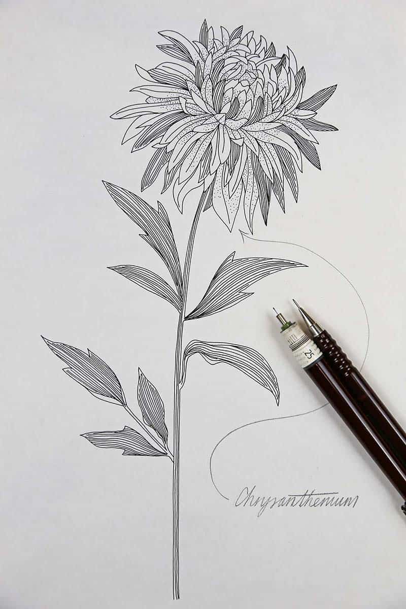 Chrysanthemums Drawing High-Quality