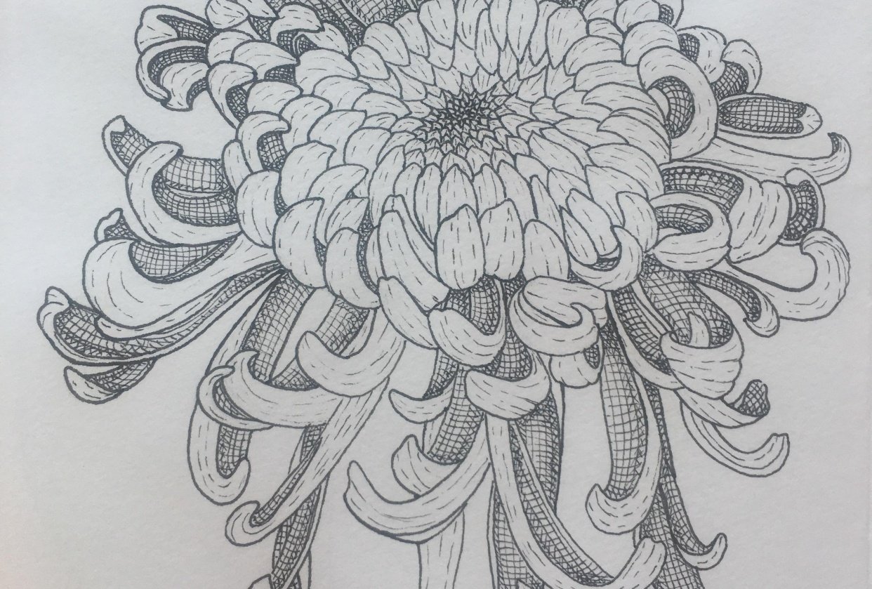 Chrysanthemums Drawing Image