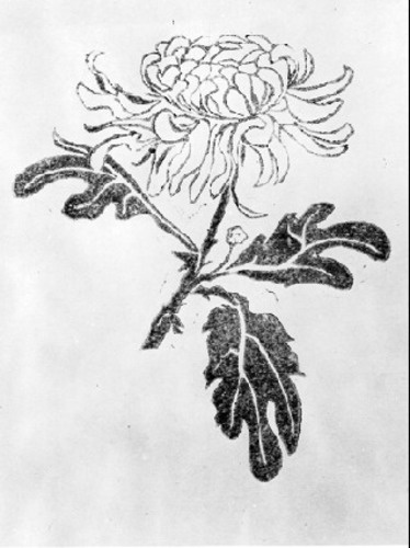 Chrysanthemums Drawing Photo