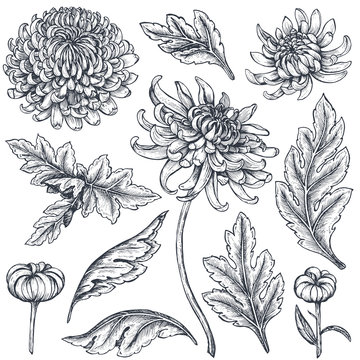 Chrysanthemums Drawing Pic