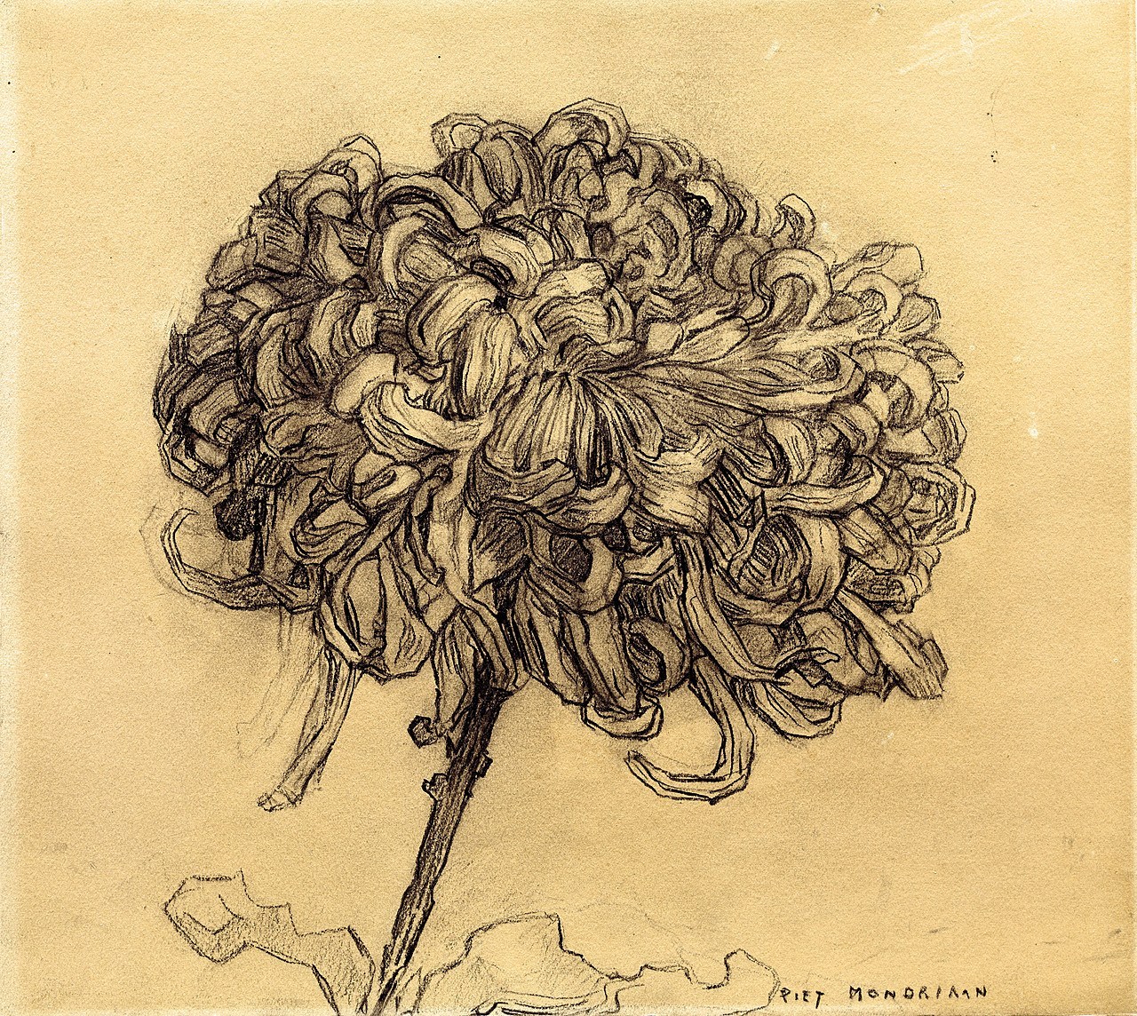 Chrysanthemums Drawing Pics