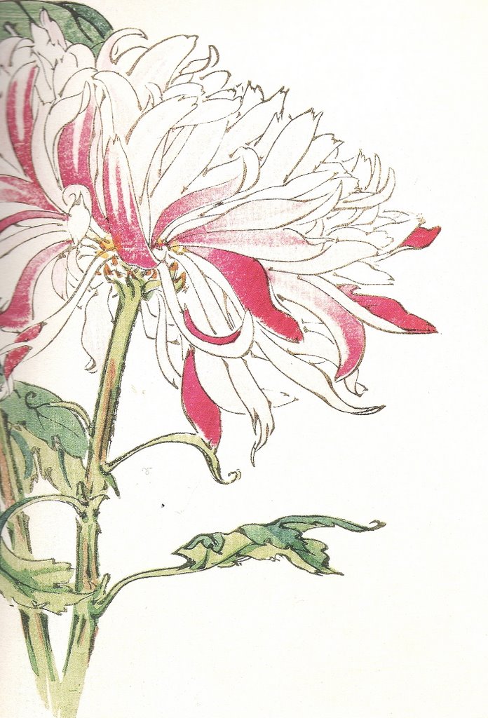 Chrysanthemums Drawing Realistic