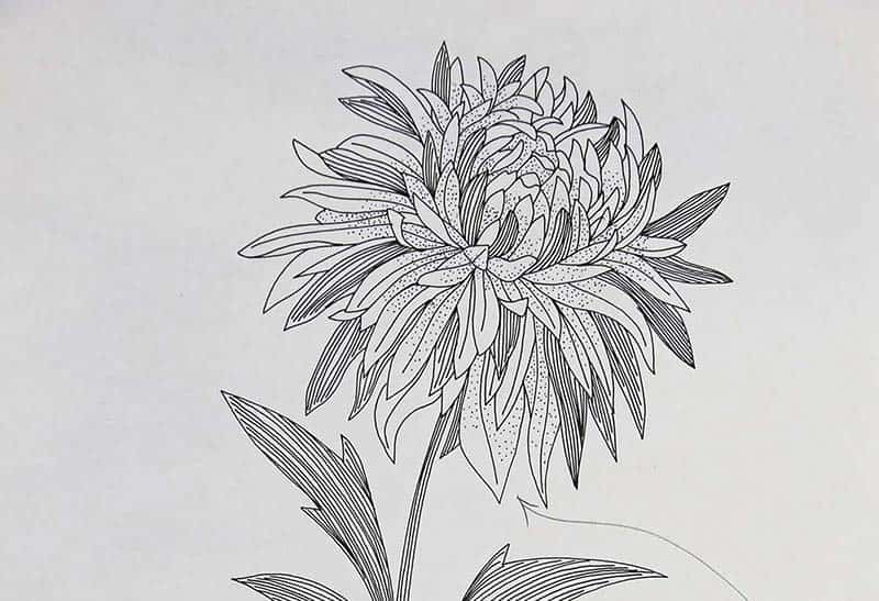 Chrysanthemums Drawing