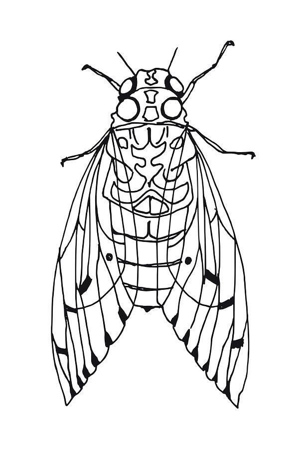 Cicada Art Drawing