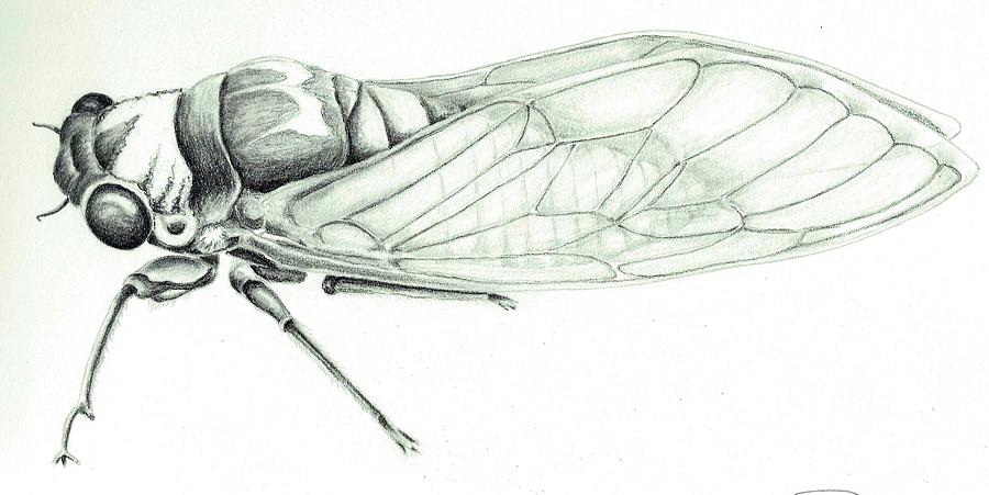 Cicada Best Drawing