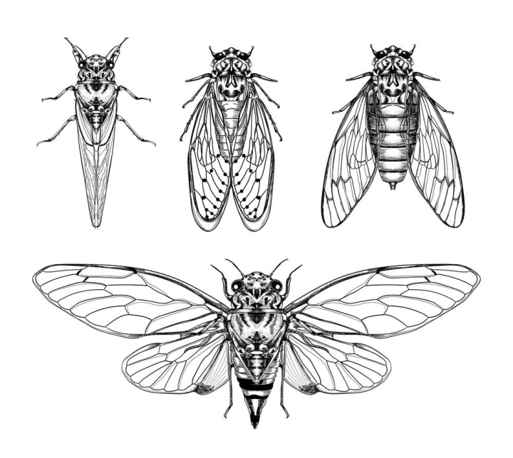 Cicada Drawing Amazing