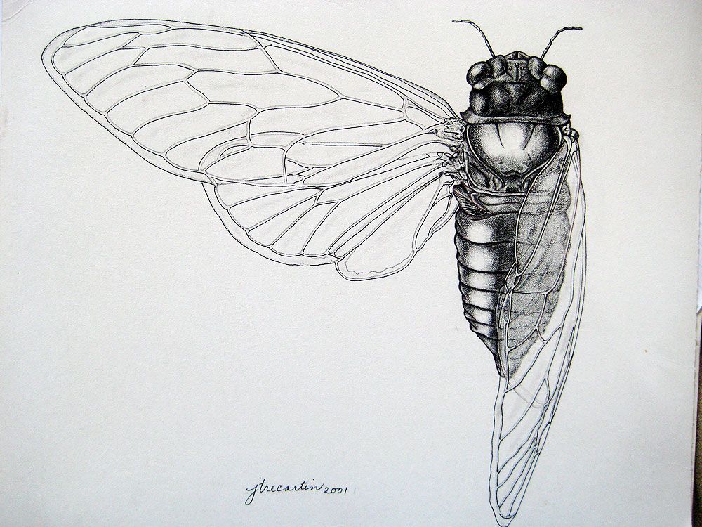 Cicada Drawing Art