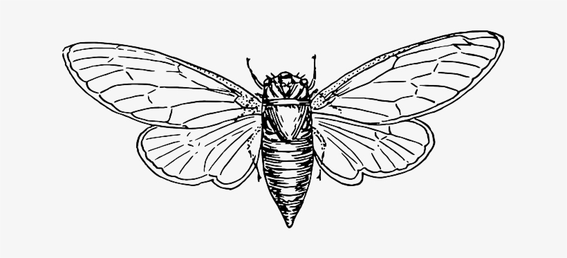 Cicada Drawing Beautiful Art
