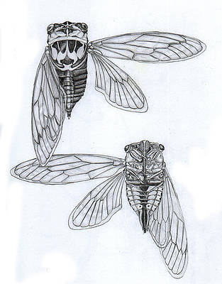 Cicada Drawing High-Quality