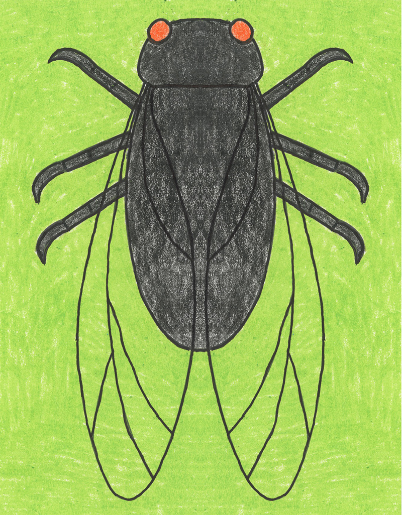 Cicada Drawing Images