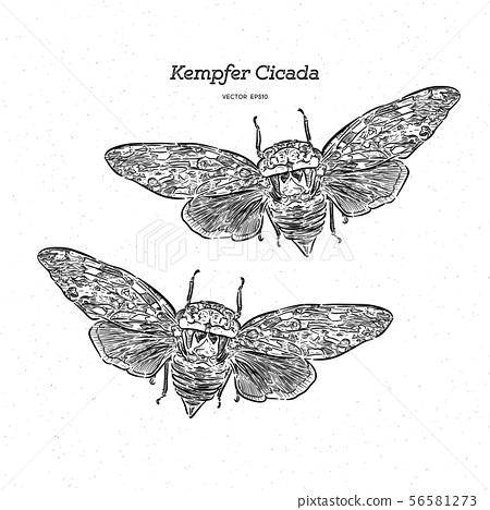 Cicada Drawing Photo