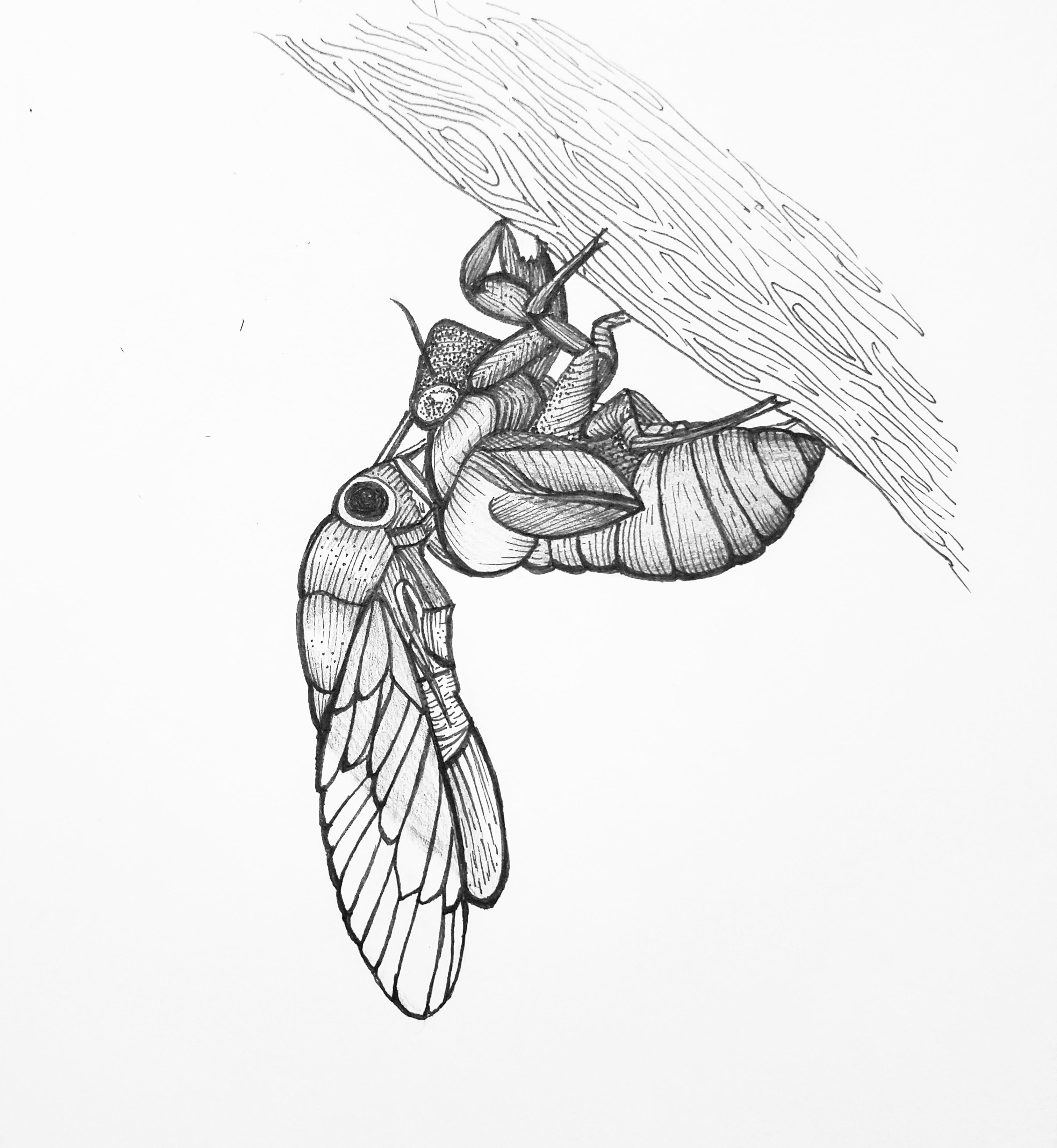 Cicada Drawing Photos