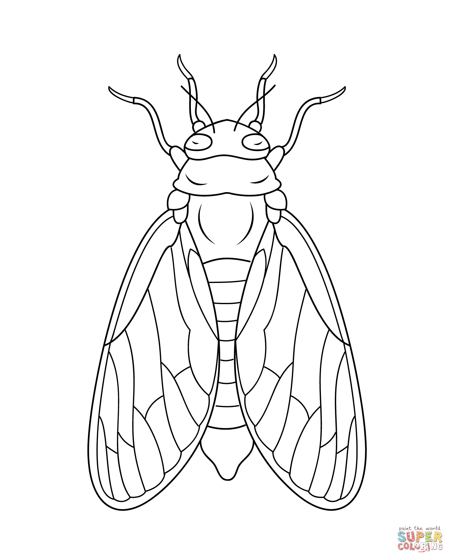 Cicada Drawing Pics
