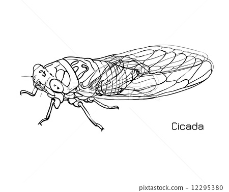 Cicada Drawing Picture