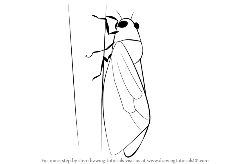 Cicada Drawing Realistic
