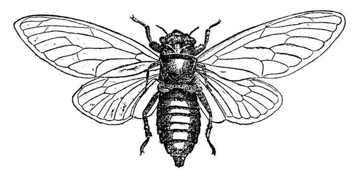 Cicada Drawing Sketch