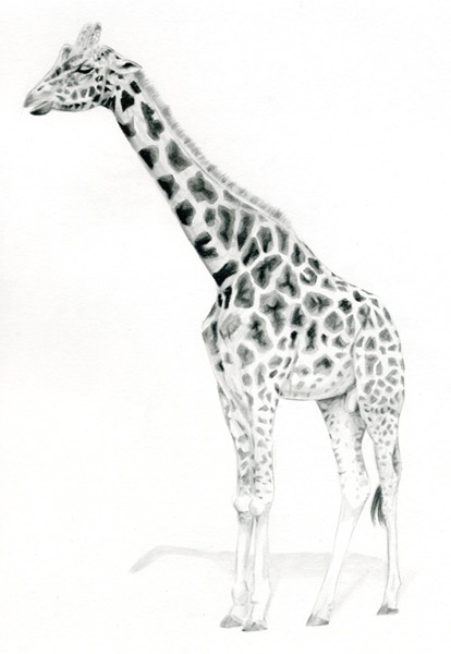 Abstract Giraffe Drawing Image