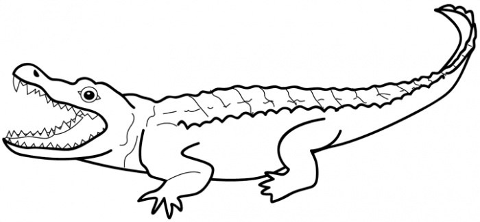 Alligator Drawing Best