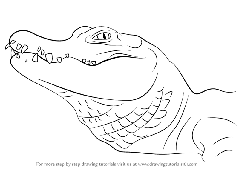 Alligator Drawing High-Quality