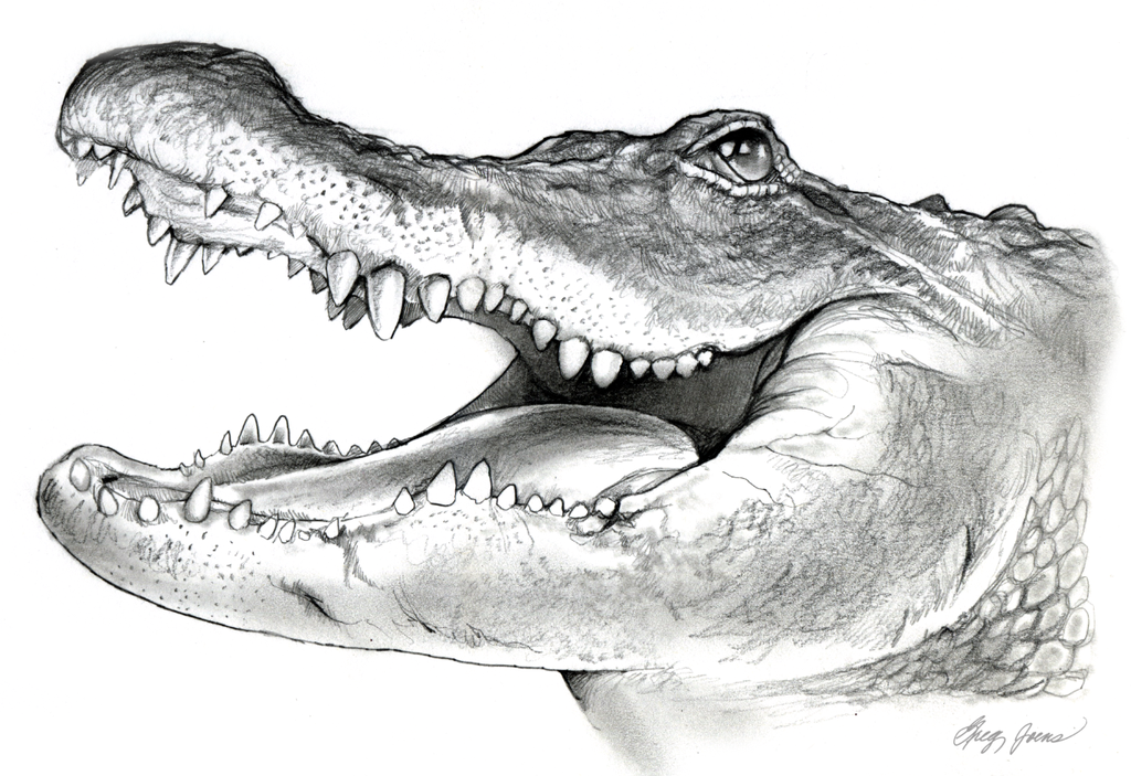 Alligator Drawing Image