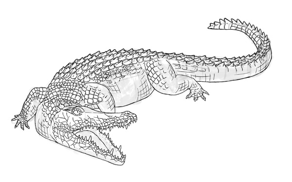 Alligator Drawing Photo