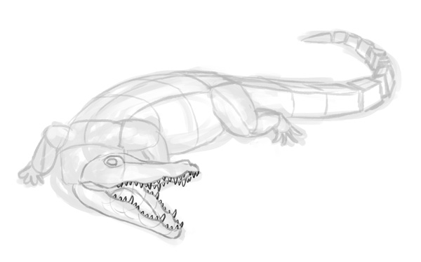 Alligator Drawing Picture