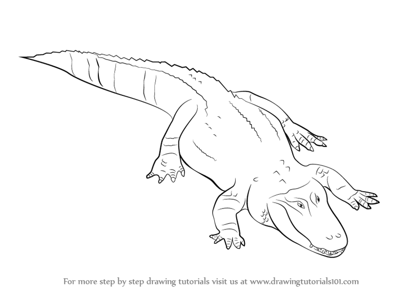 Alligator Drawing Realistic