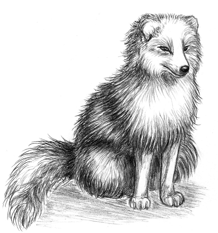 Arctic Fox Drawing Image