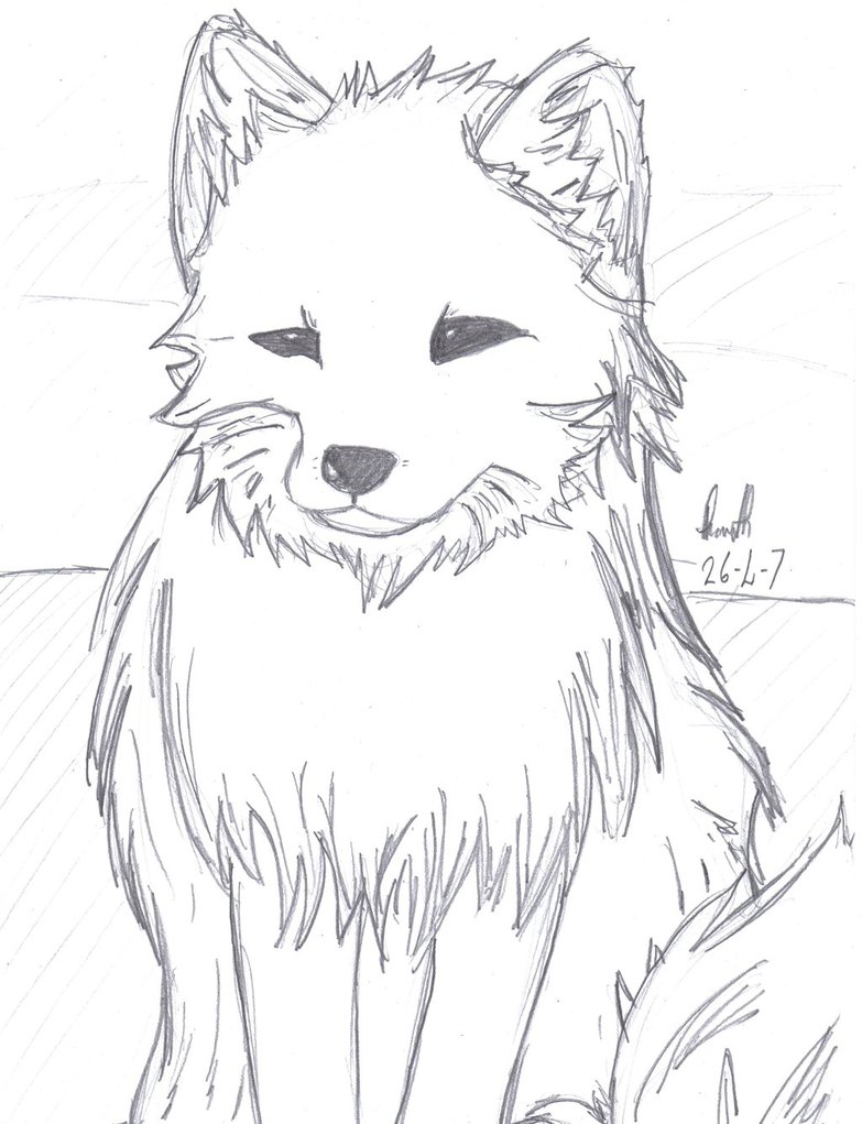 Arctic Fox Drawing Photo