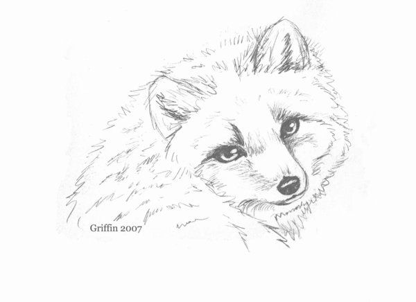 Arctic Fox Drawing Pic