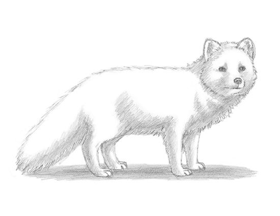 Arctic Fox Drawing Pics