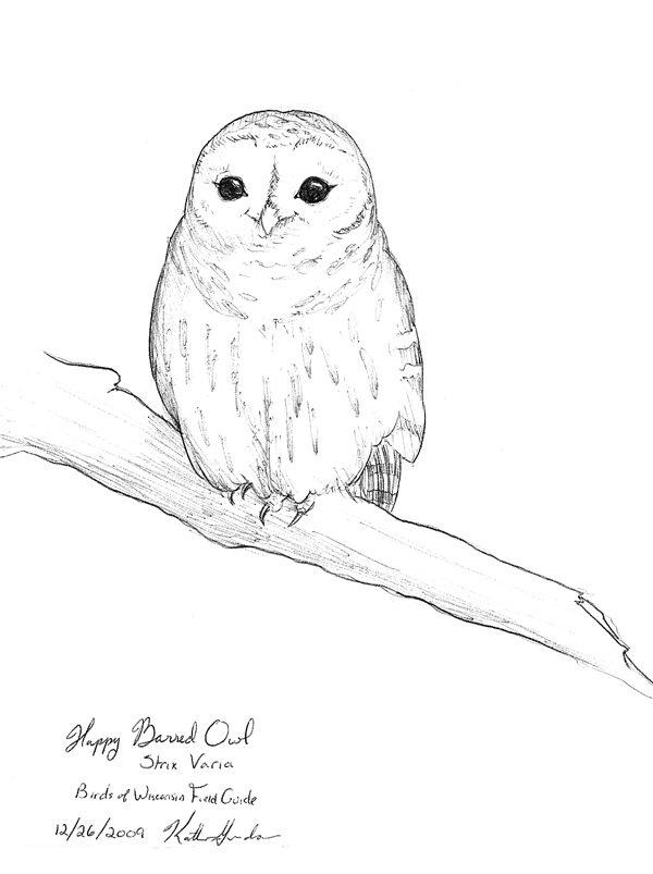 Barred Owl Art Drawing