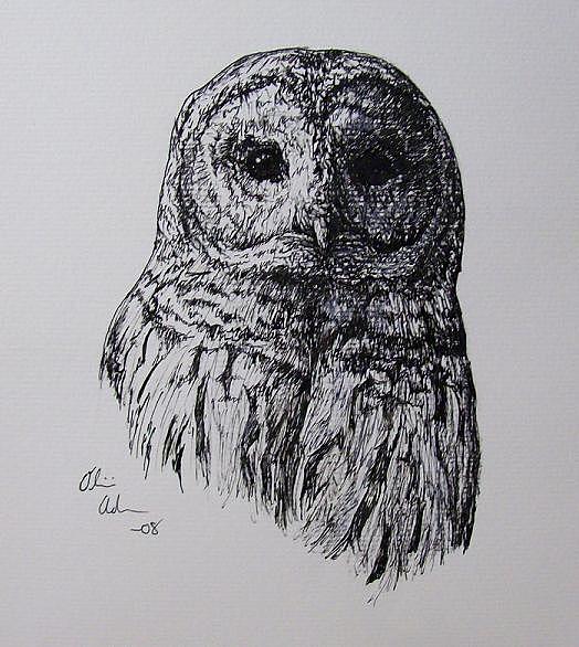 Barred Owl Drawing Amazing