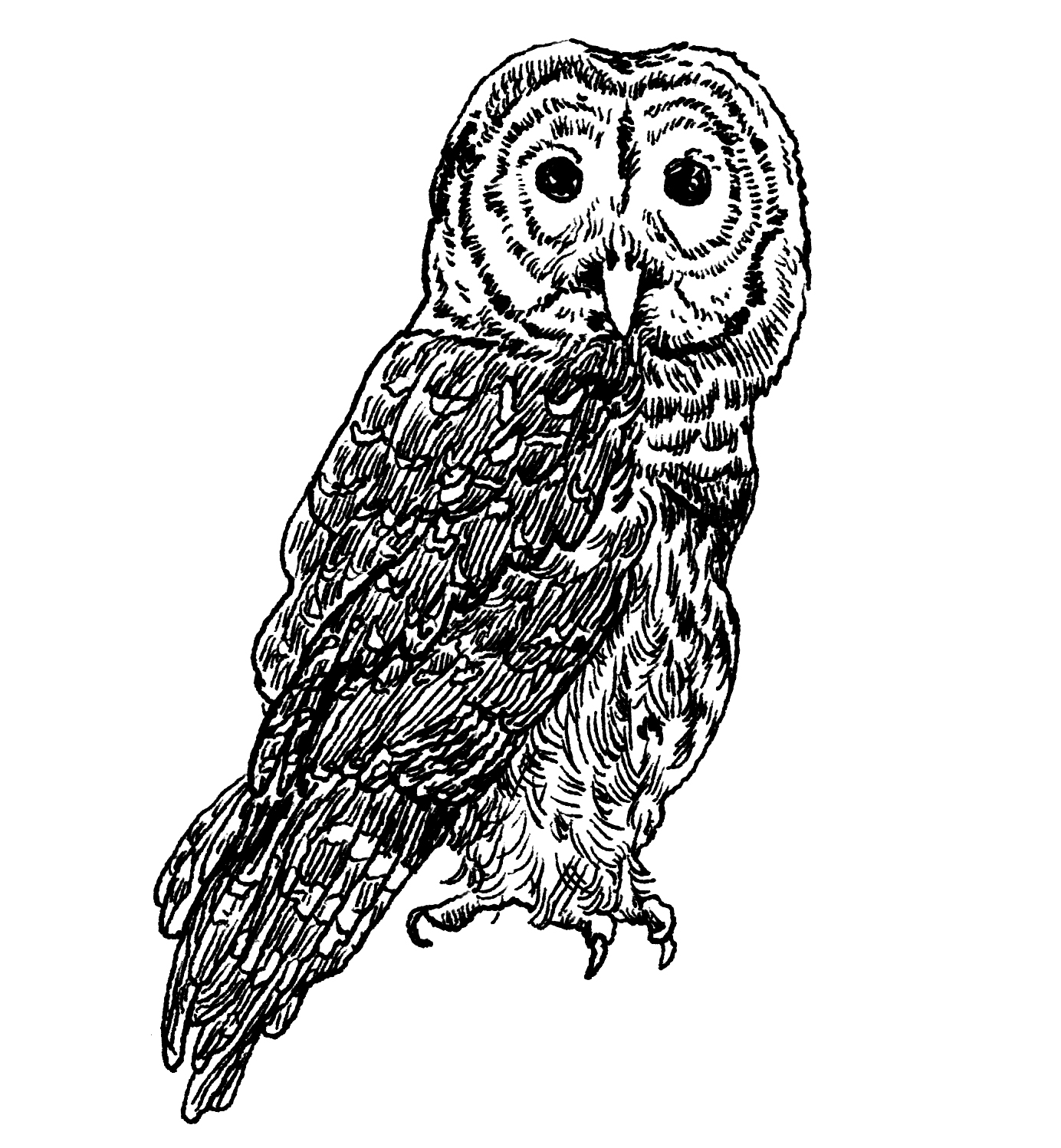 Barred Owl Drawing Art
