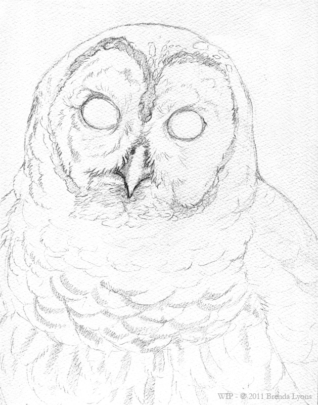 Barred Owl Drawing Beautiful Art