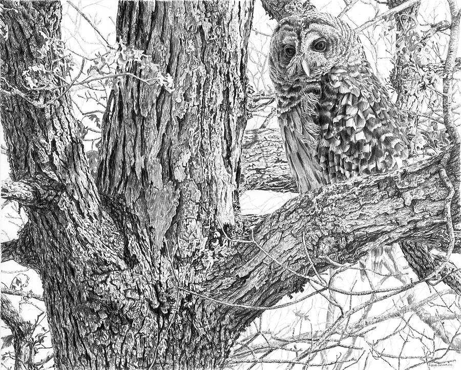 Barred Owl Drawing Beautiful Image