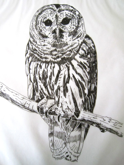 Barred Owl Drawing Best