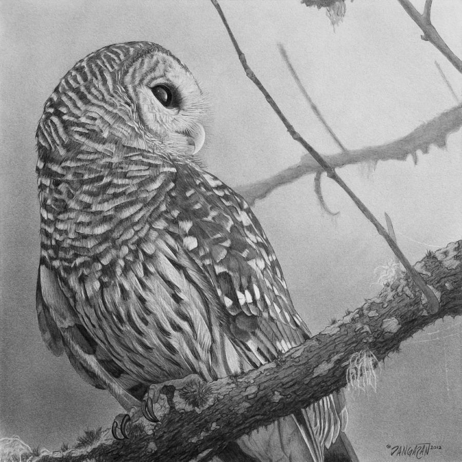 Barred Owl Drawing High-Quality