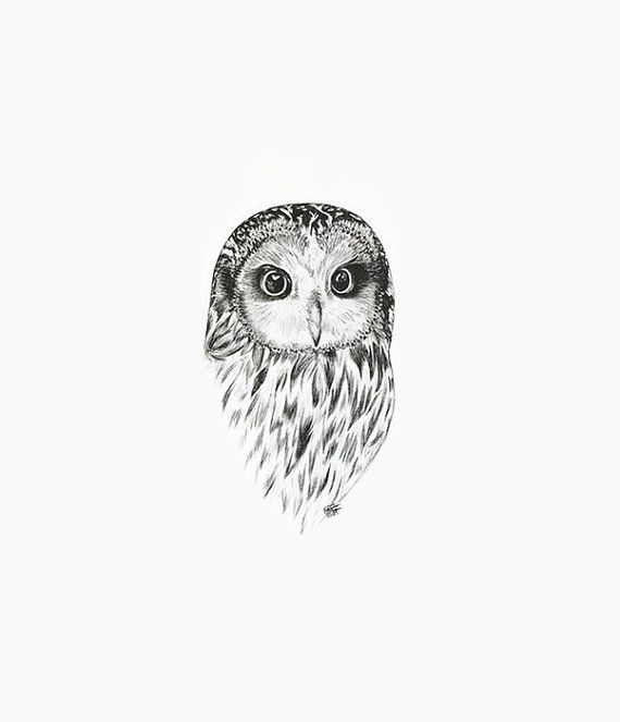 Barred Owl Drawing Image