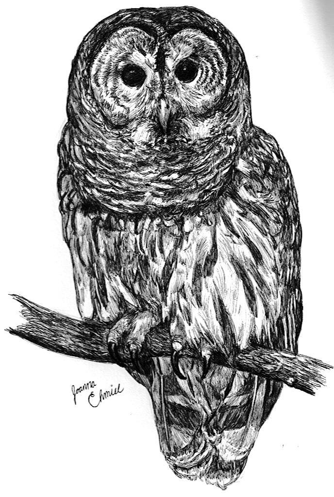 Barred Owl Drawing Images