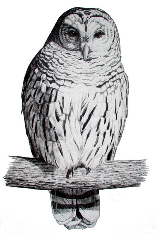 Barred Owl Drawing Photo