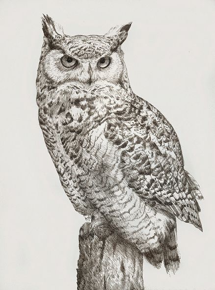 Barred Owl Drawing Pic