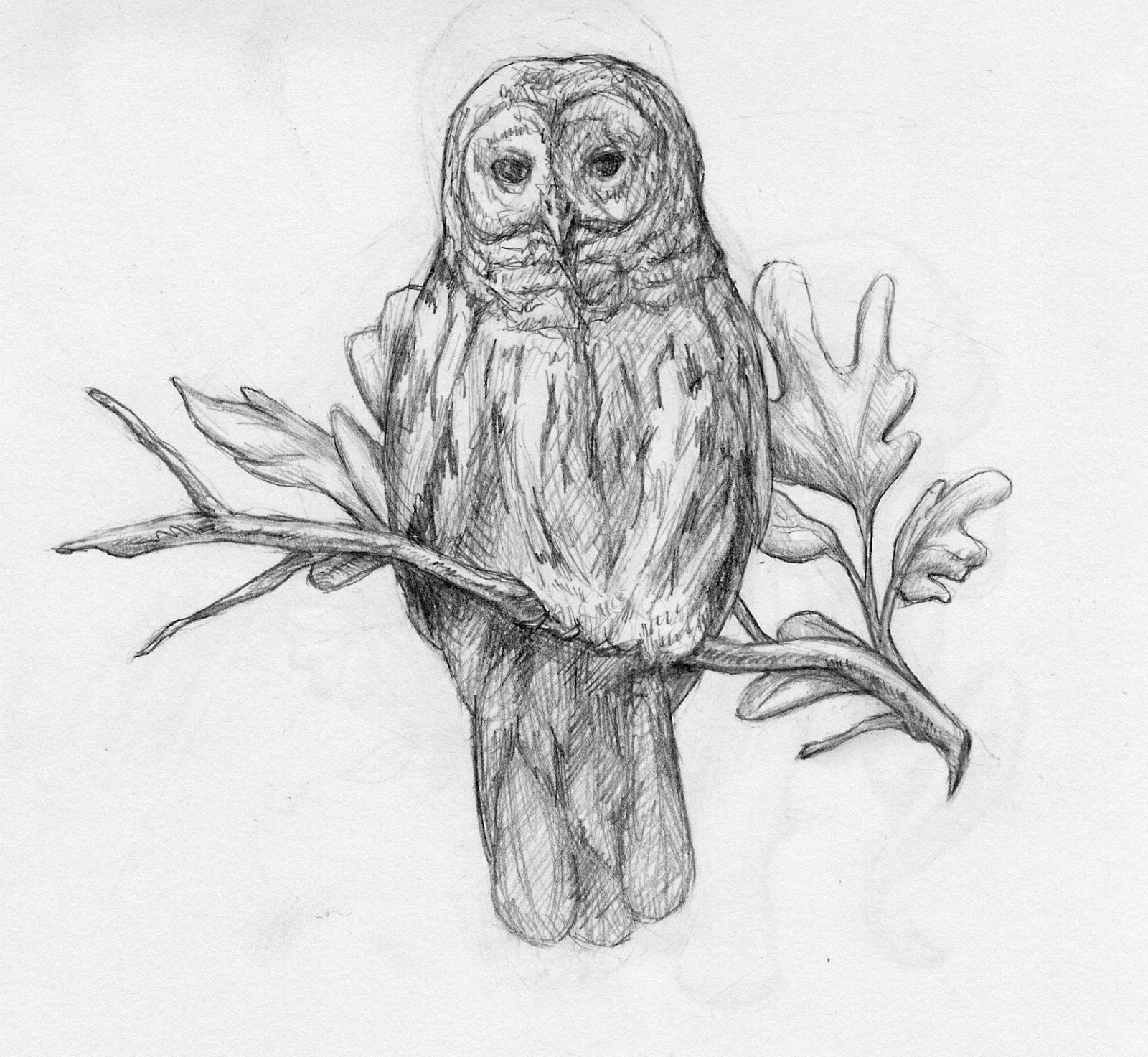 Barred Owl Drawing Pics