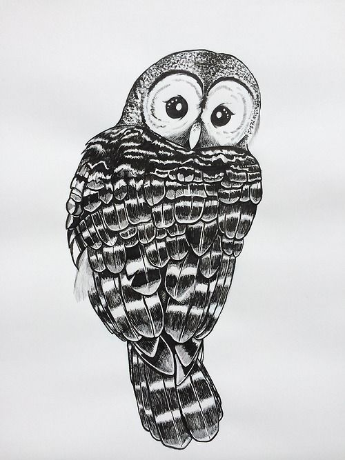 Barred Owl Drawing Picture