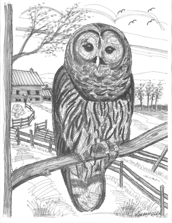 Barred Owl Drawing Pictures