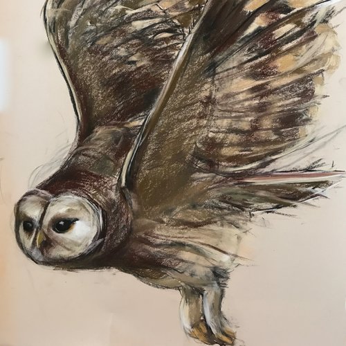 Barred Owl Drawing Realistic