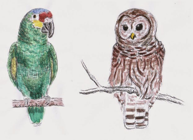 Barred Owl Drawing Sketch
